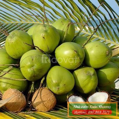 quả dừa xiêm xanh lùn (1)