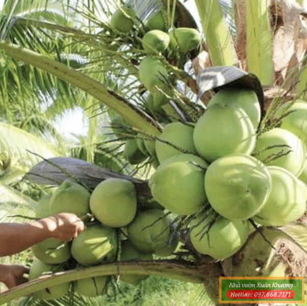 quả dừa xiêm xanh lùn (2)