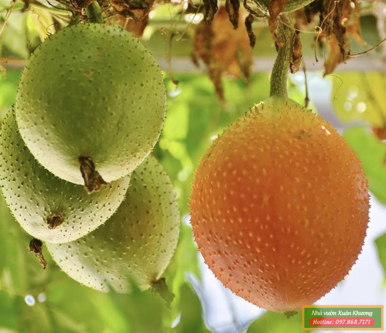 quả gấc (2)