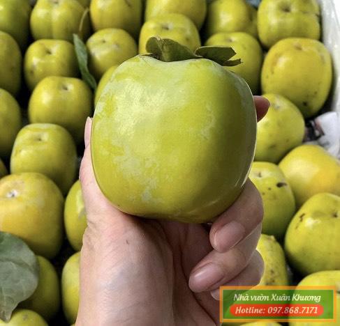 quả hồng da tre (2)