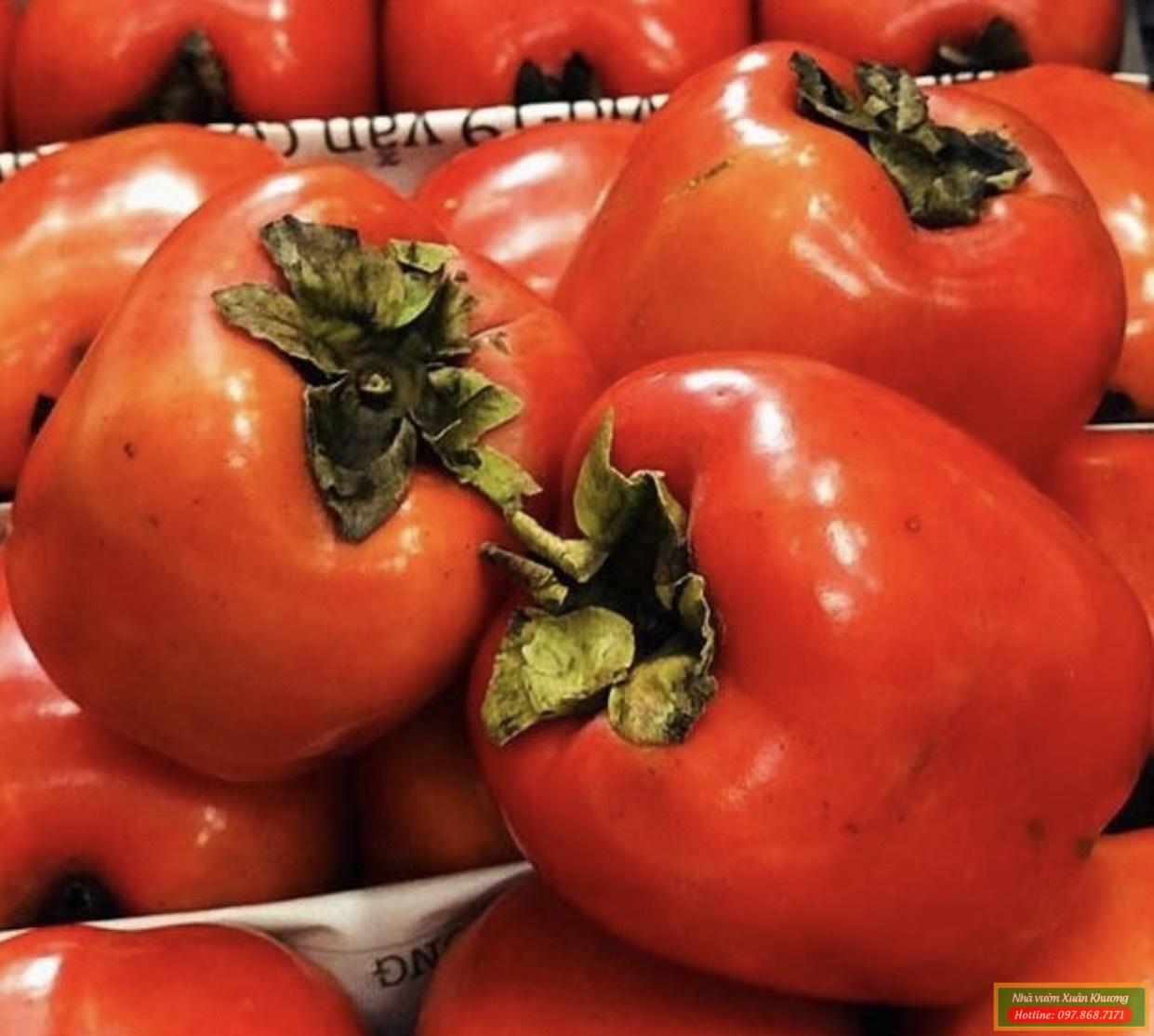 quả hồng nhân hậu (3)