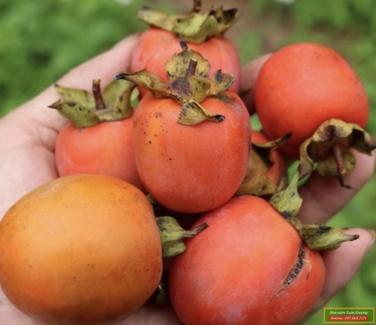 quả hồng nhân hậu (4)