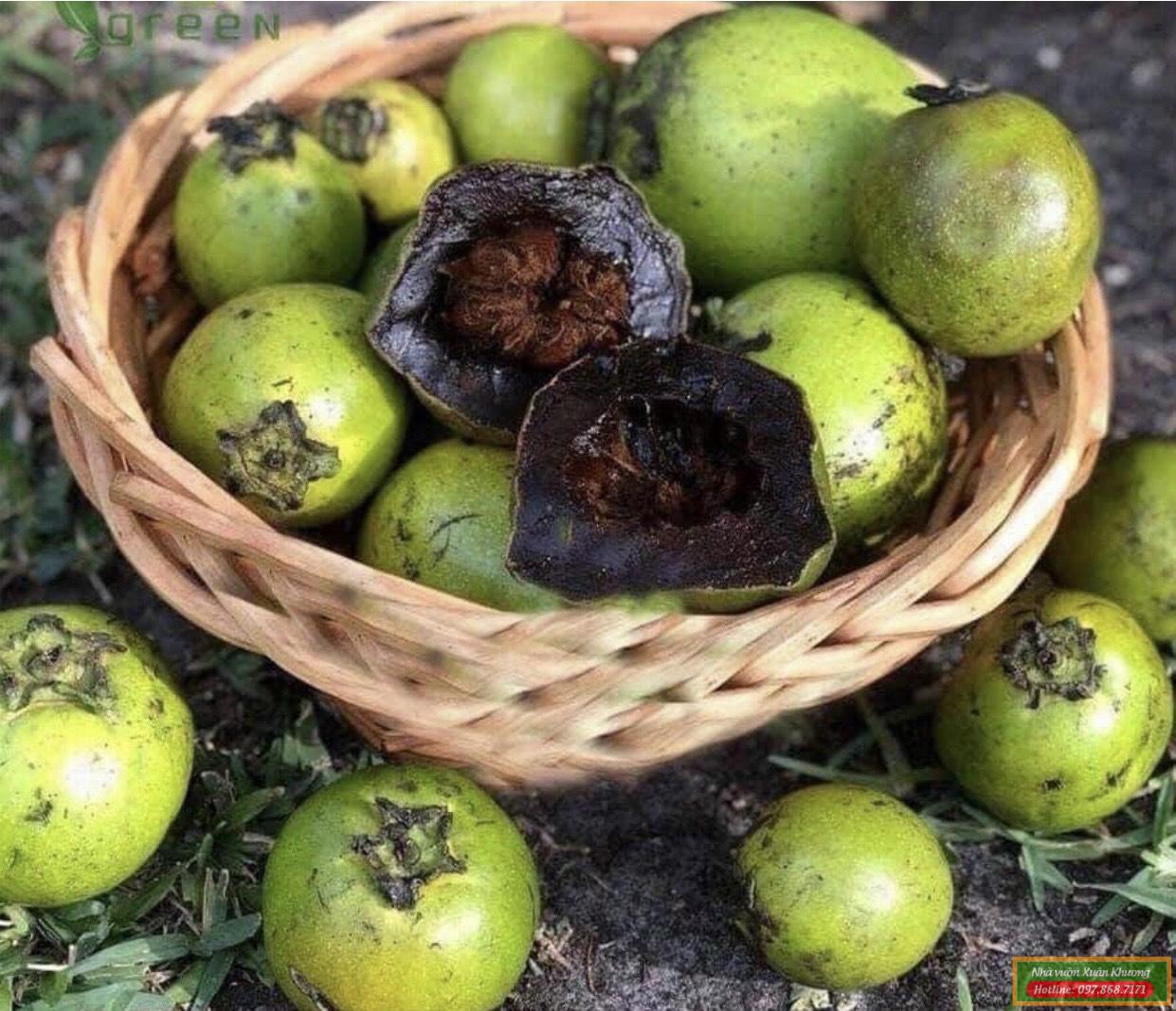 quả hồng socola (1)