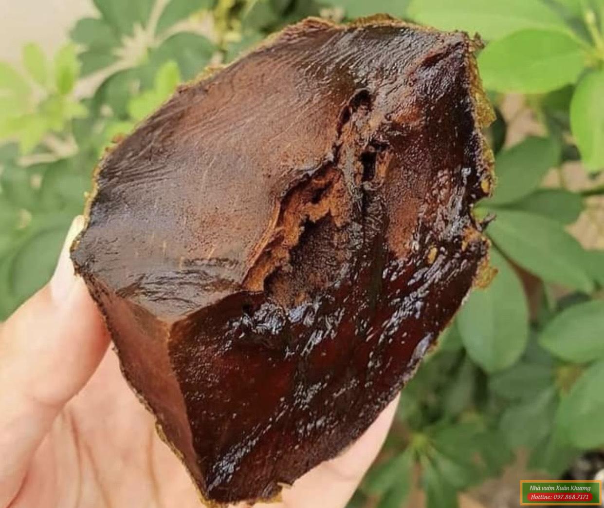 quả hồng socola (2)