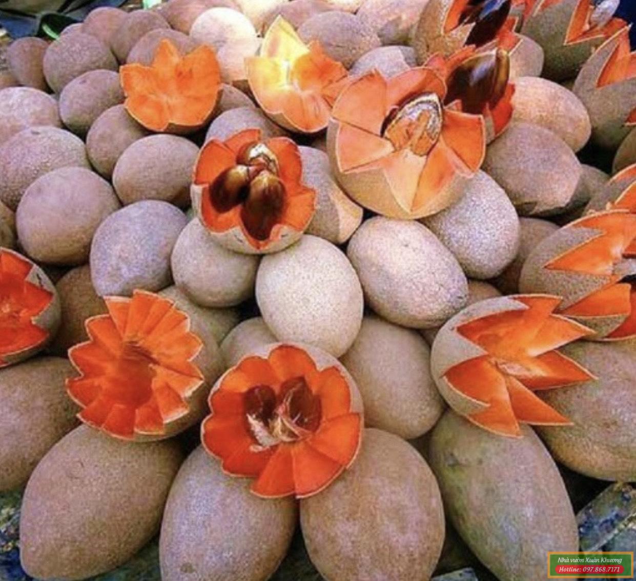 quả hồng xiêm ruột đỏ khổng lồ thái lan