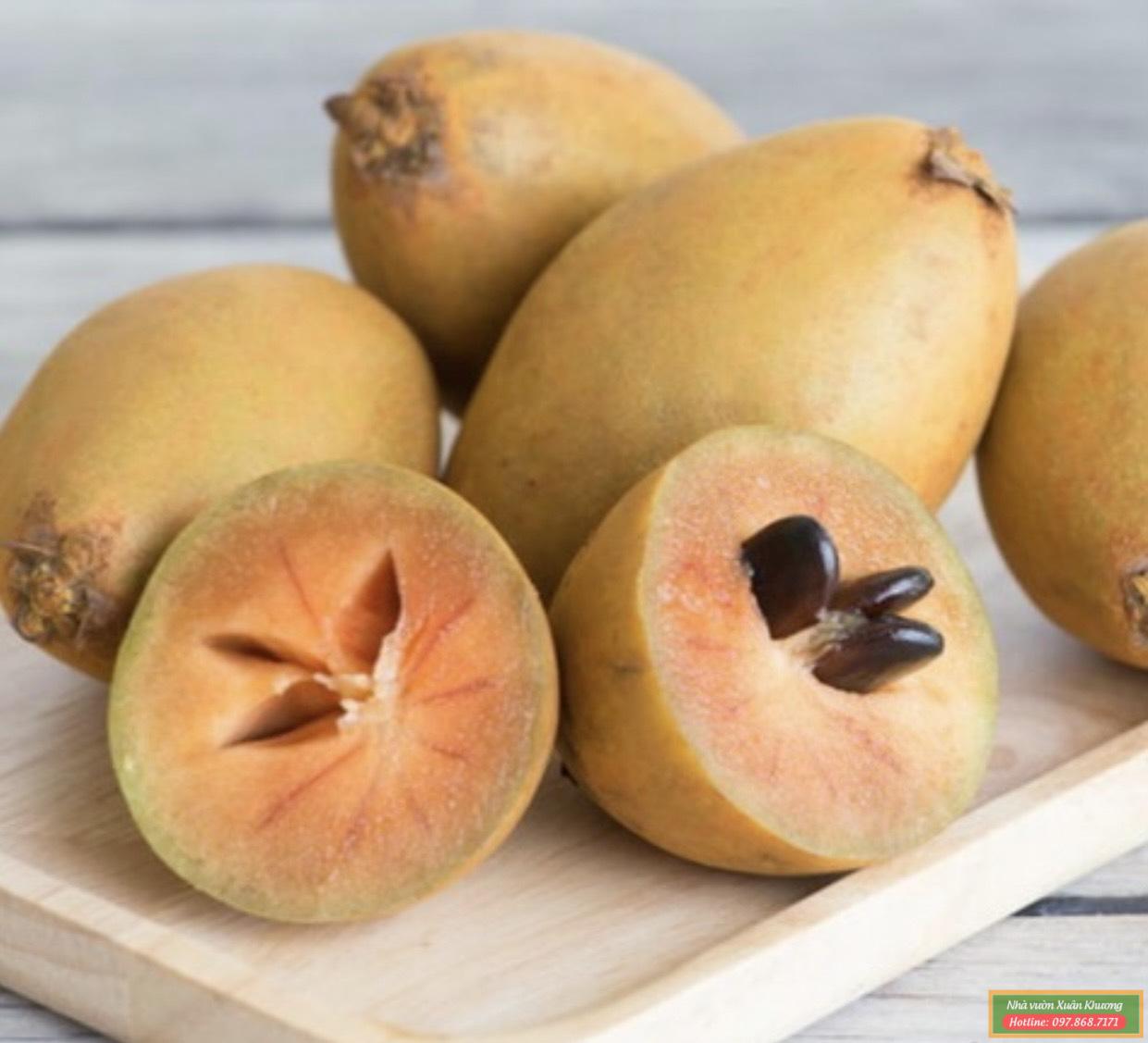 quả hồng xiêm xoài (2)