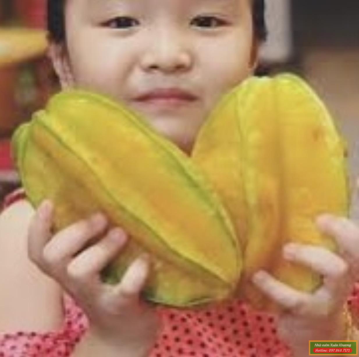 quả khế đài loan (1)