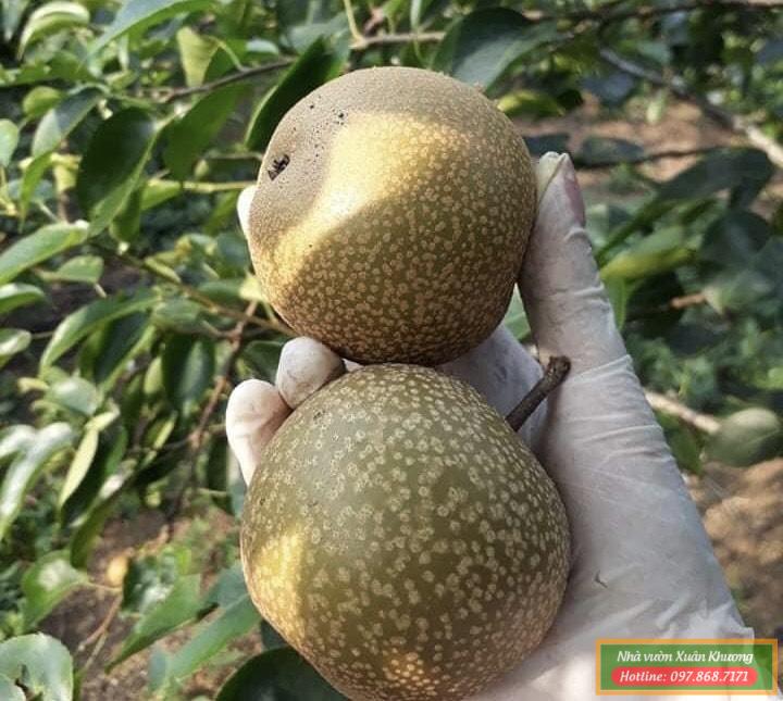 quả lê nâu (2)