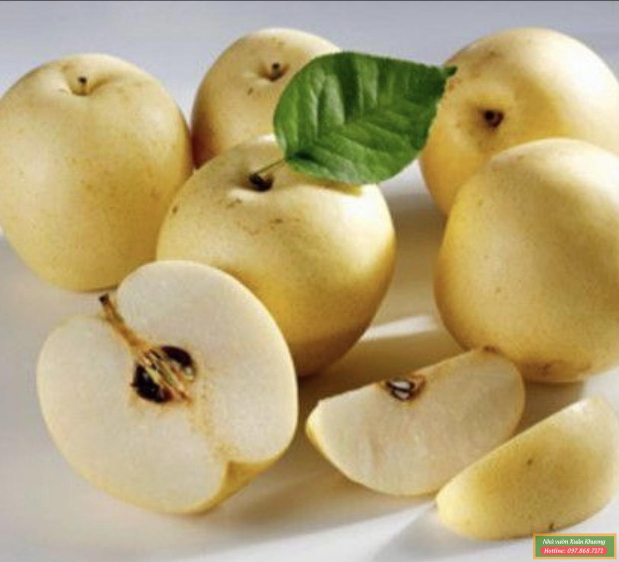quả lê vàng (1)