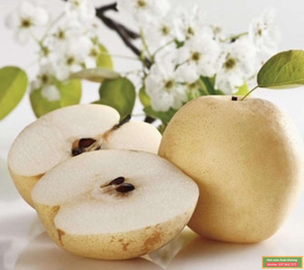 quả lê vàng (2)