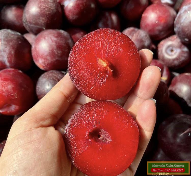 quả mận đỏ úc (2)