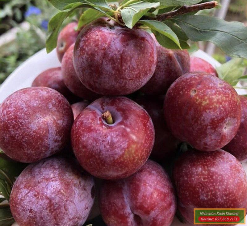quả mận hậu (1)