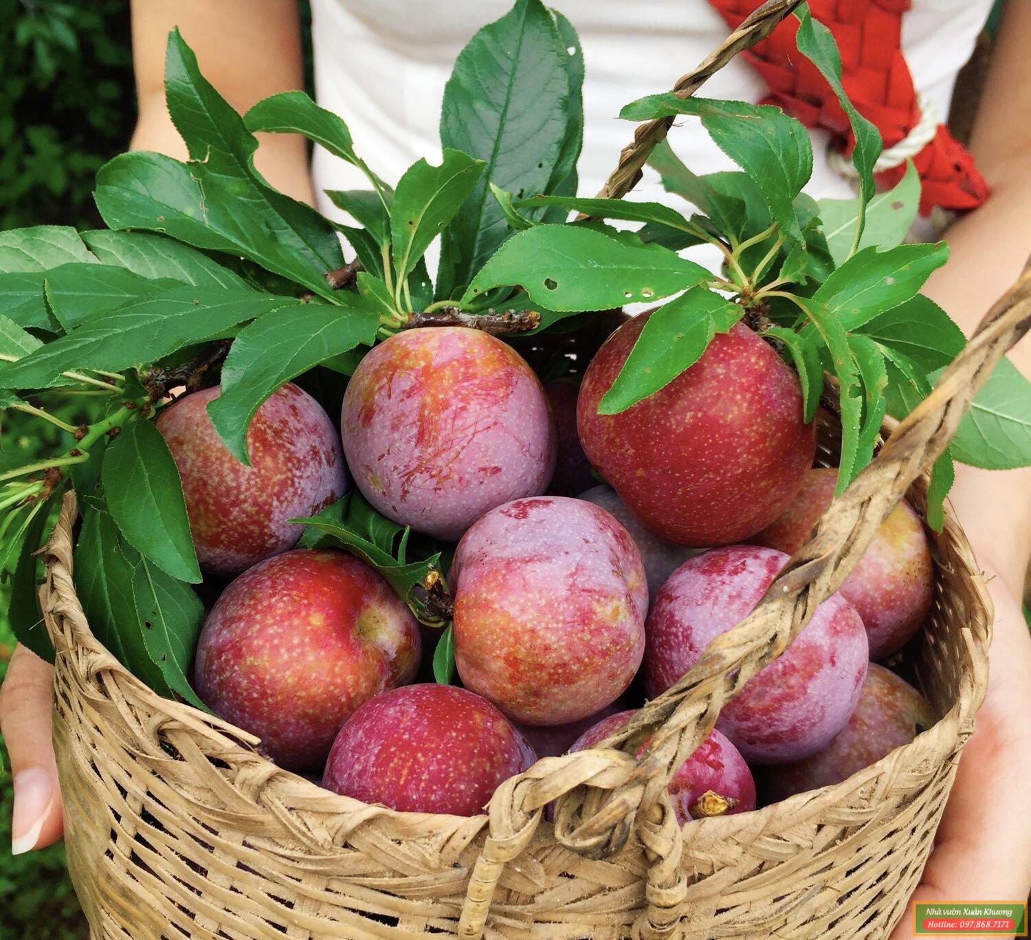 quả mận hậu (2)