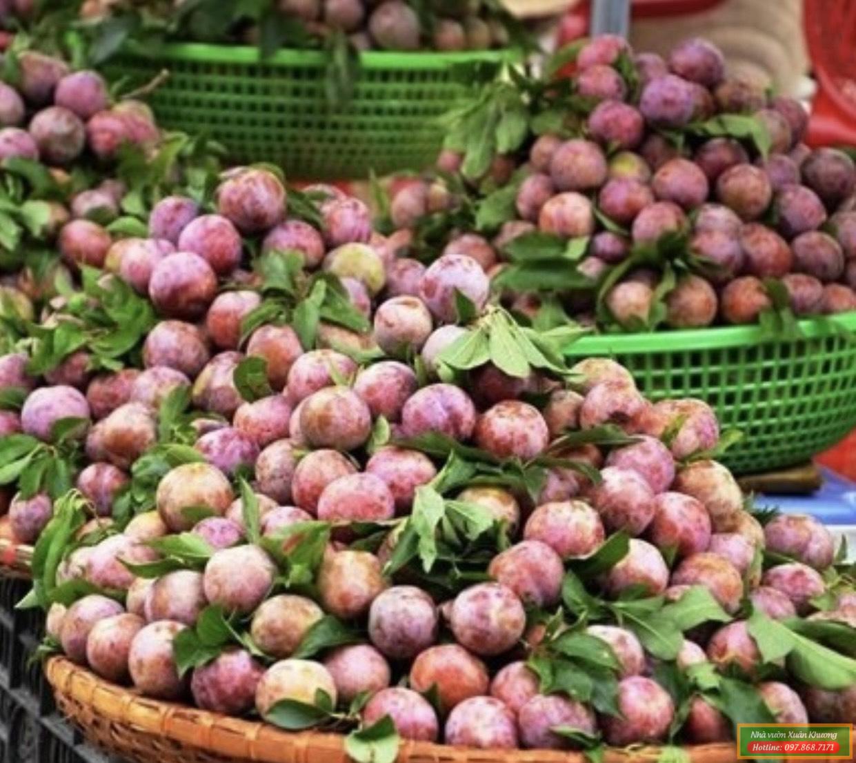 quả mận tam hoa (1)