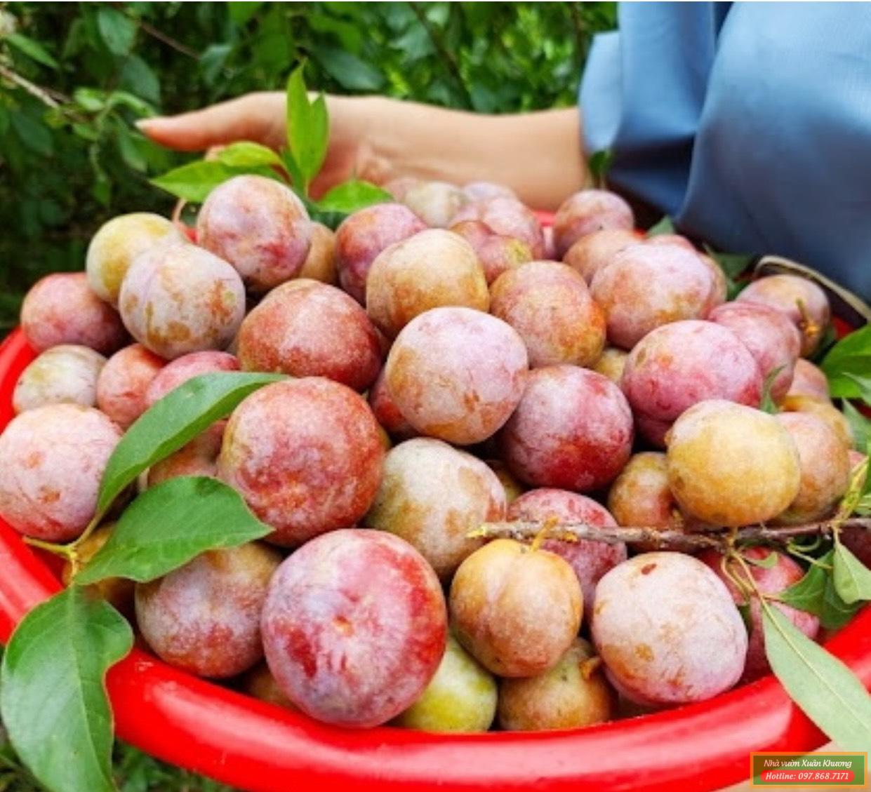 quả mận tam hoa (2)