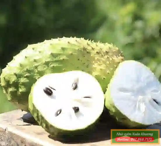 quả mẵng cầu xiêm (2)