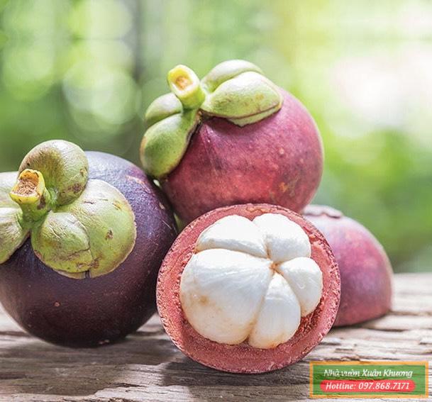 quả măng cụt (1)