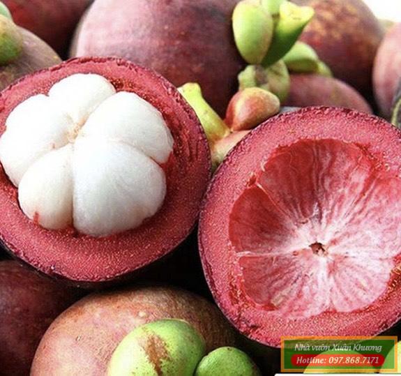 quả măng cụt (2)