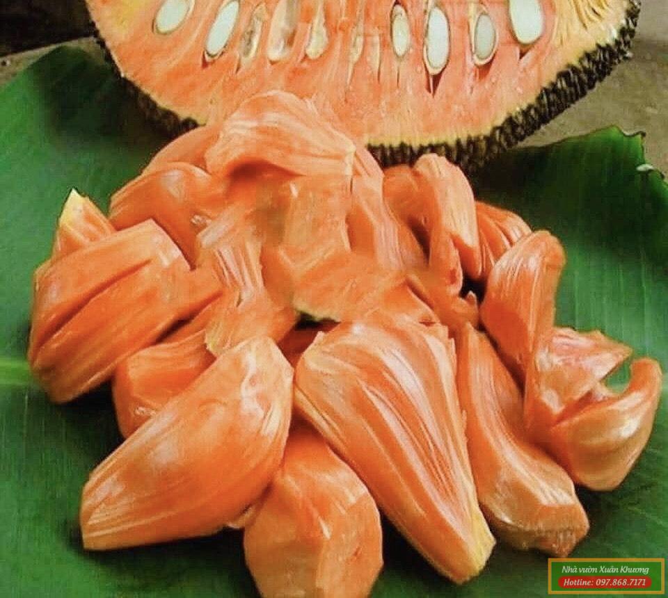 quả mít ruột đỏ indo (1)