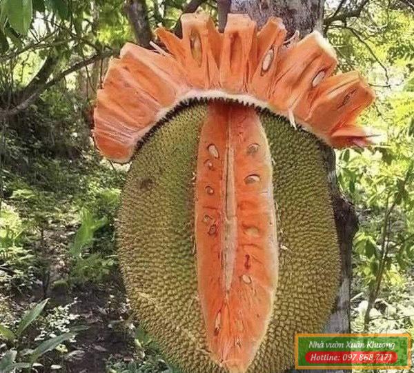 quả mít ruột đỏ indo (3)