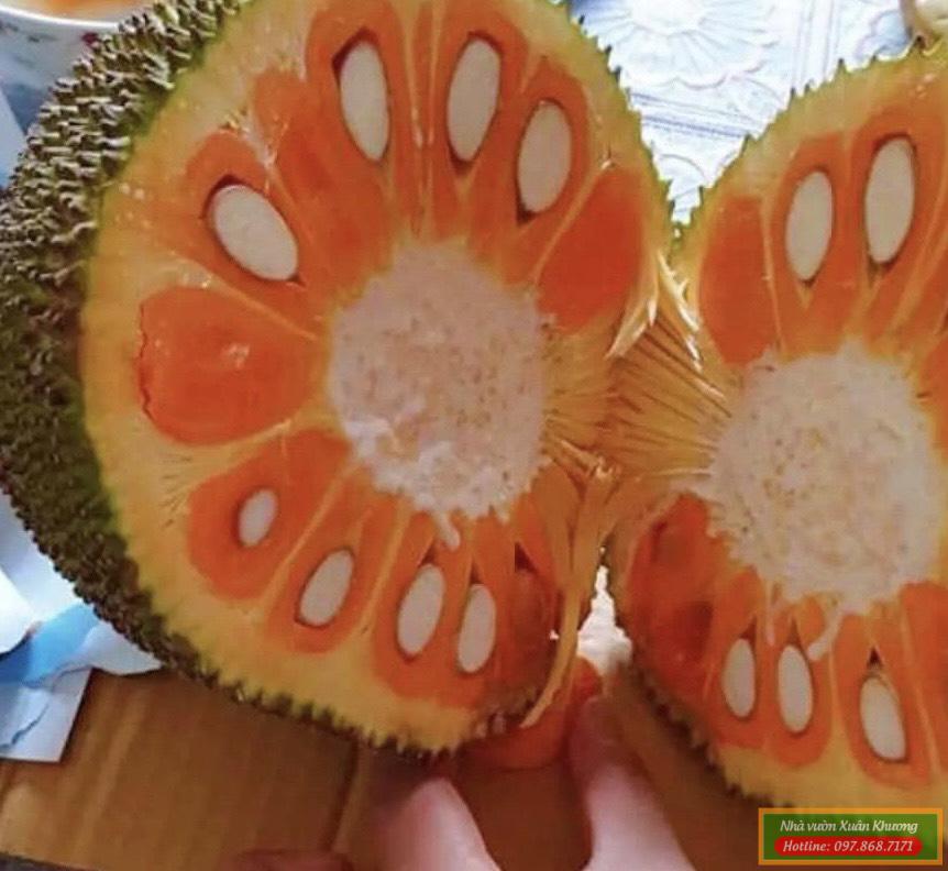 quả mít ruột đỏ malaysia (1)