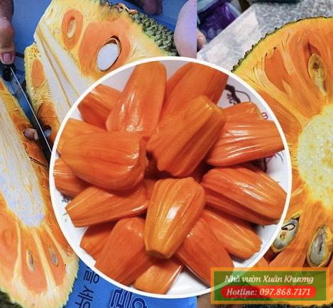 quả mít ruột đỏ malaysia (2)