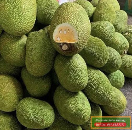 quả mít thái siêu sớm (1)