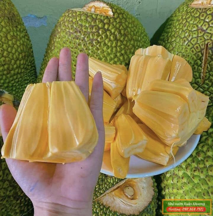 quả mít thái siêu sớm (3)