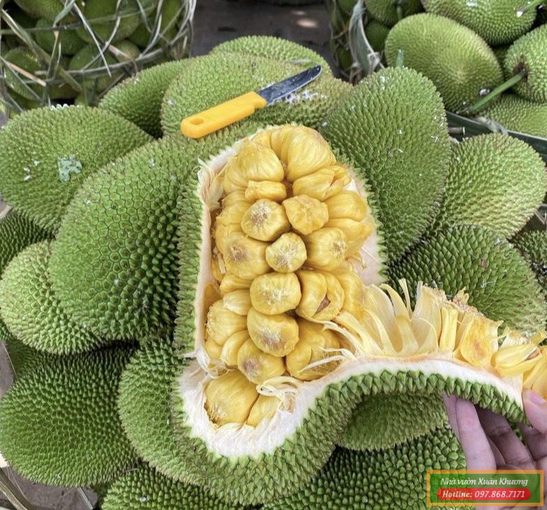 quả mít tố nữ (1)