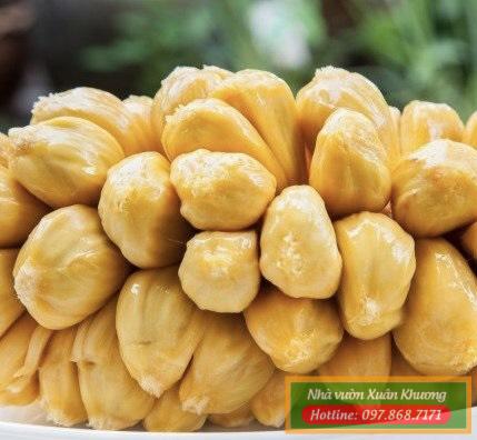 quả mít tố nữ (3)