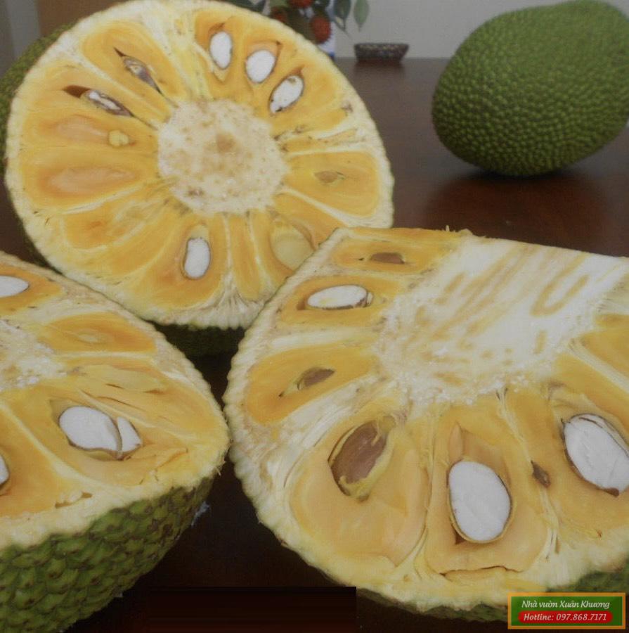 quả mít tứ quý (2)