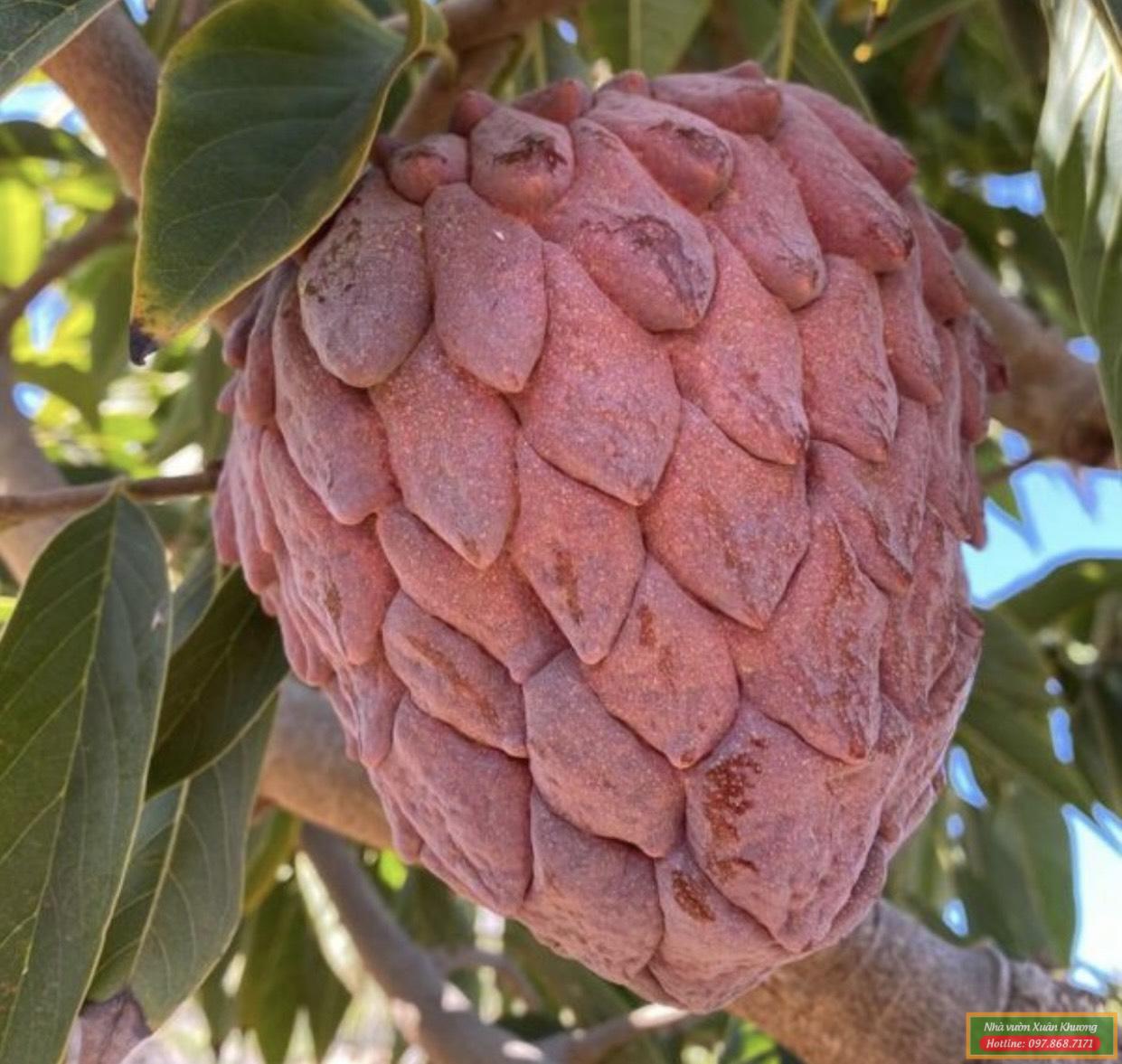 quả na đỏ úc (1)