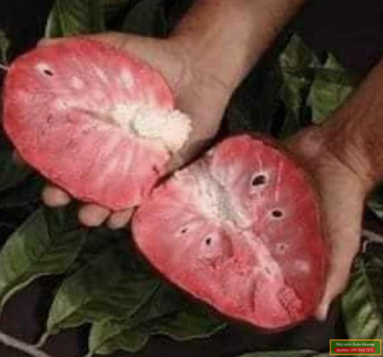 quả na đỏ úc (3)