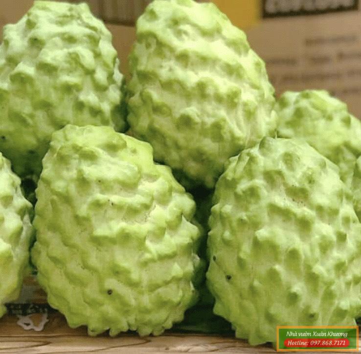 quả na dứa đài loan (1)