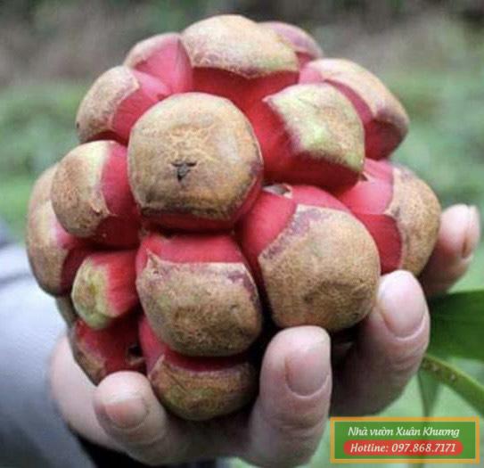 quả na rừng đỏ (1)
