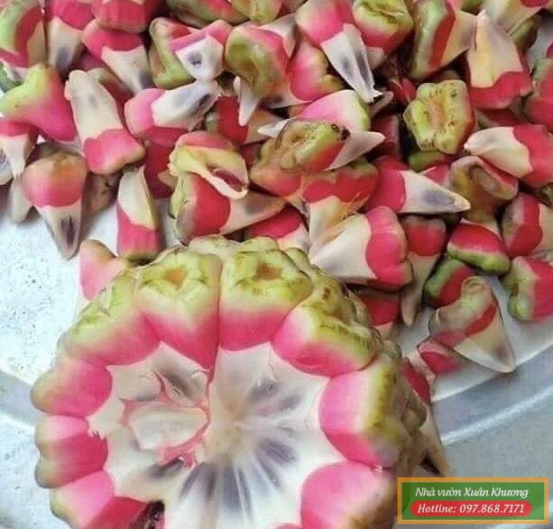 quả na rừng đỏ (2)