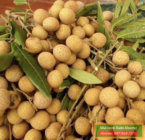 quả nhãn lồng hưng yên (1)