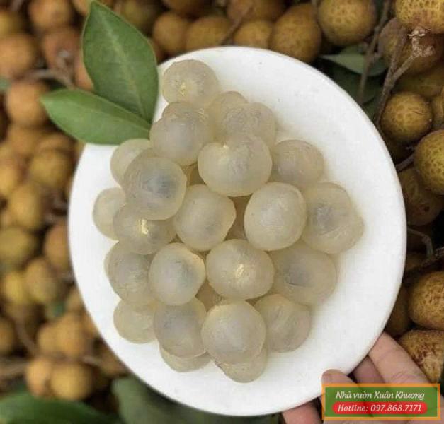 quả nhãn lồng hưng yên (3)