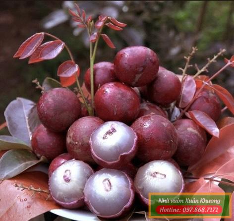 quả nhãn tím sóc trăng