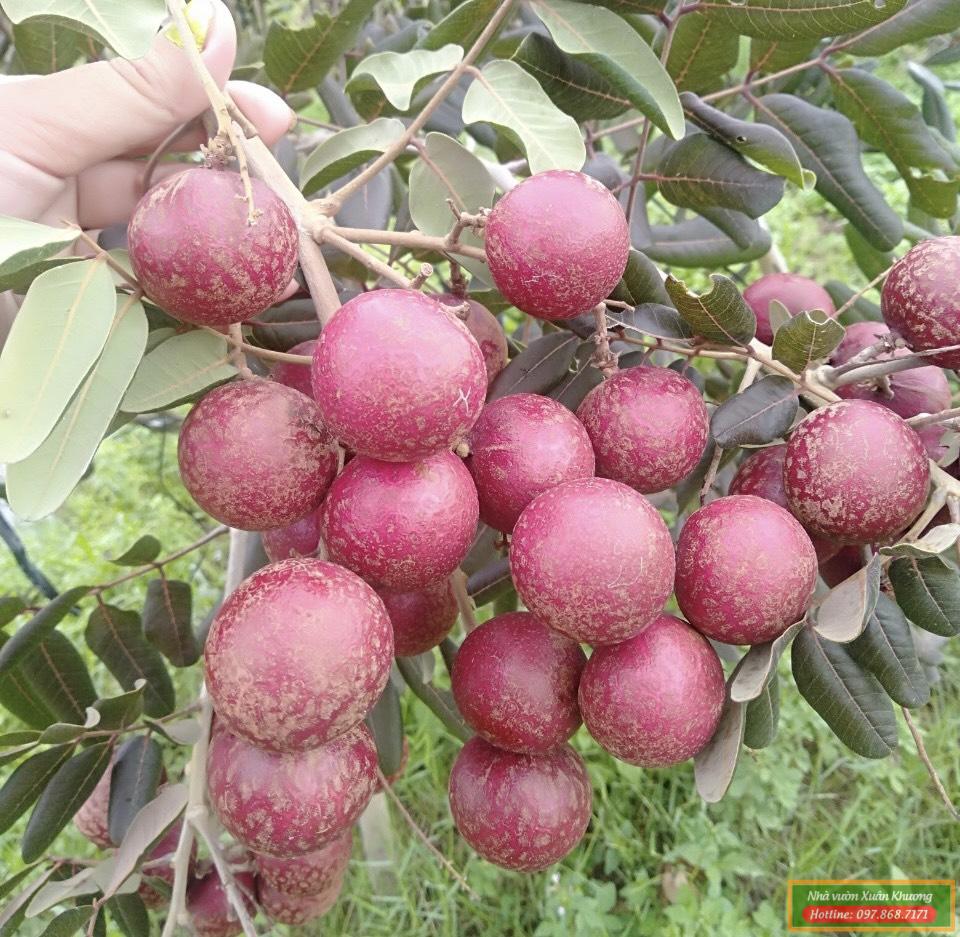 quả nhãn xuồng tím (1)