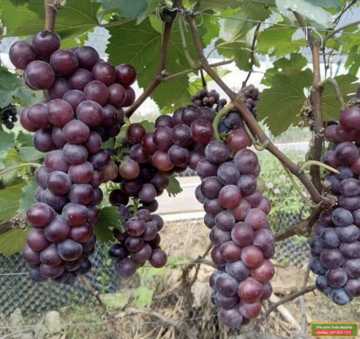 quả nho hạ đen (2)