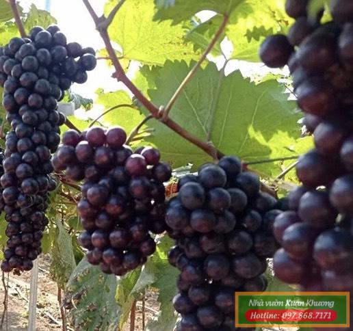 quả nho hạ đen (3)