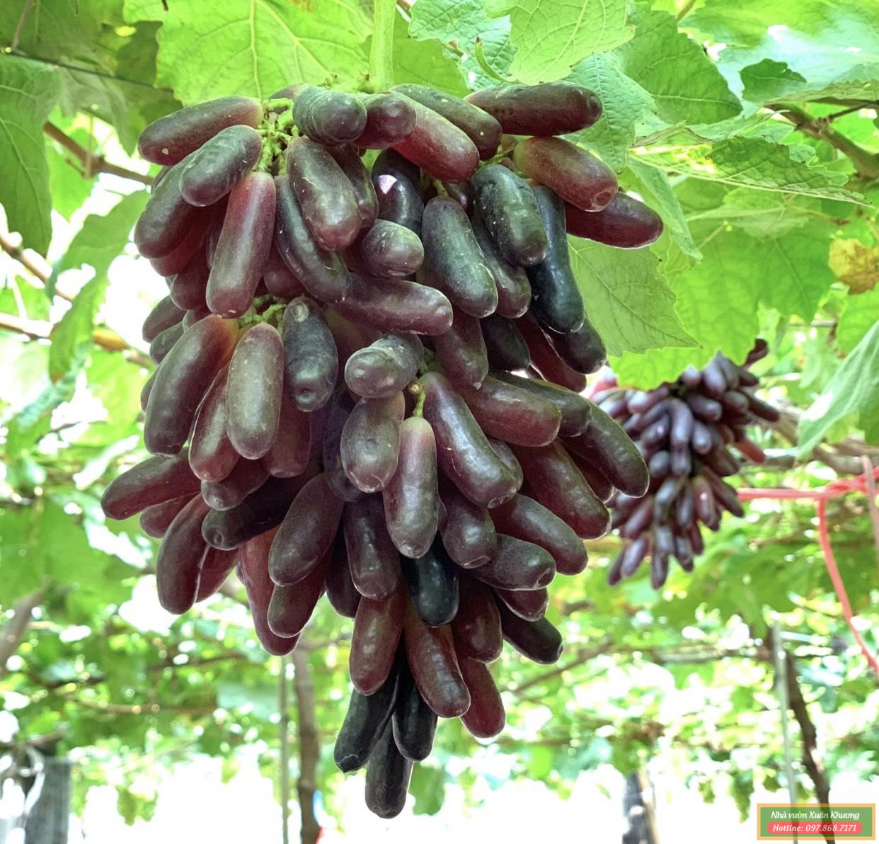 quả nho ngón tay (1)