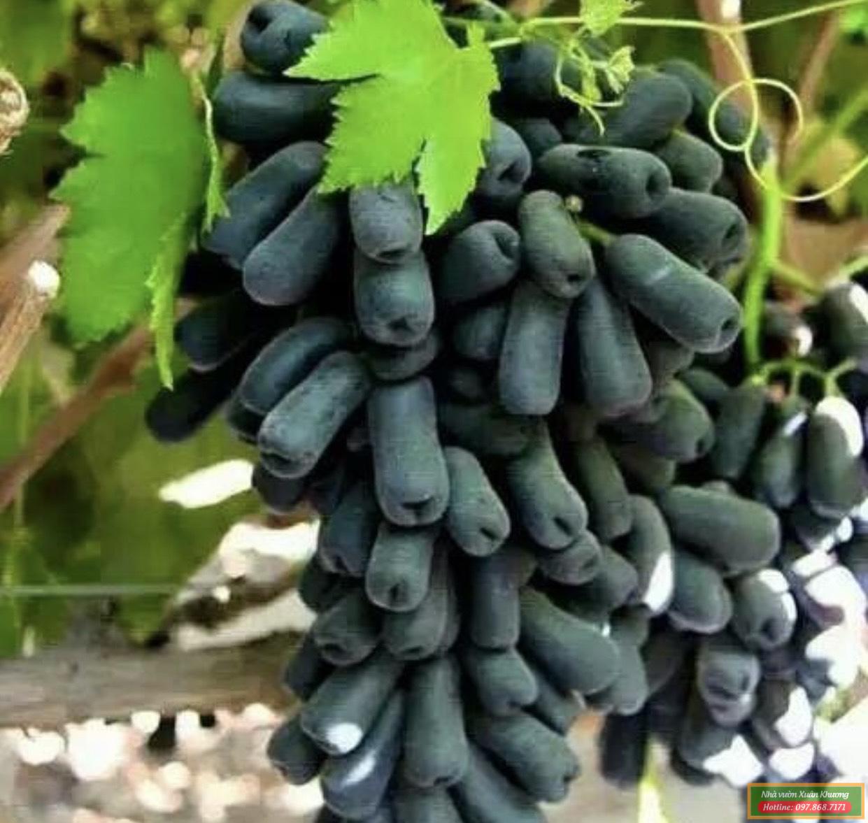 quả nho ngón tay (2)