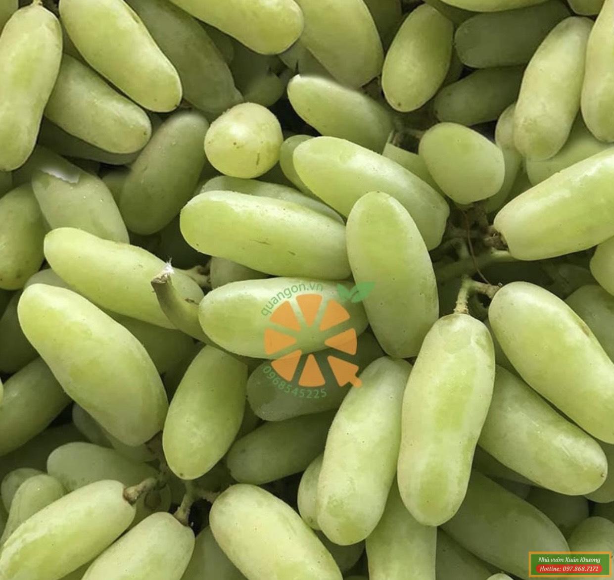 quả nho ngón tay (3)