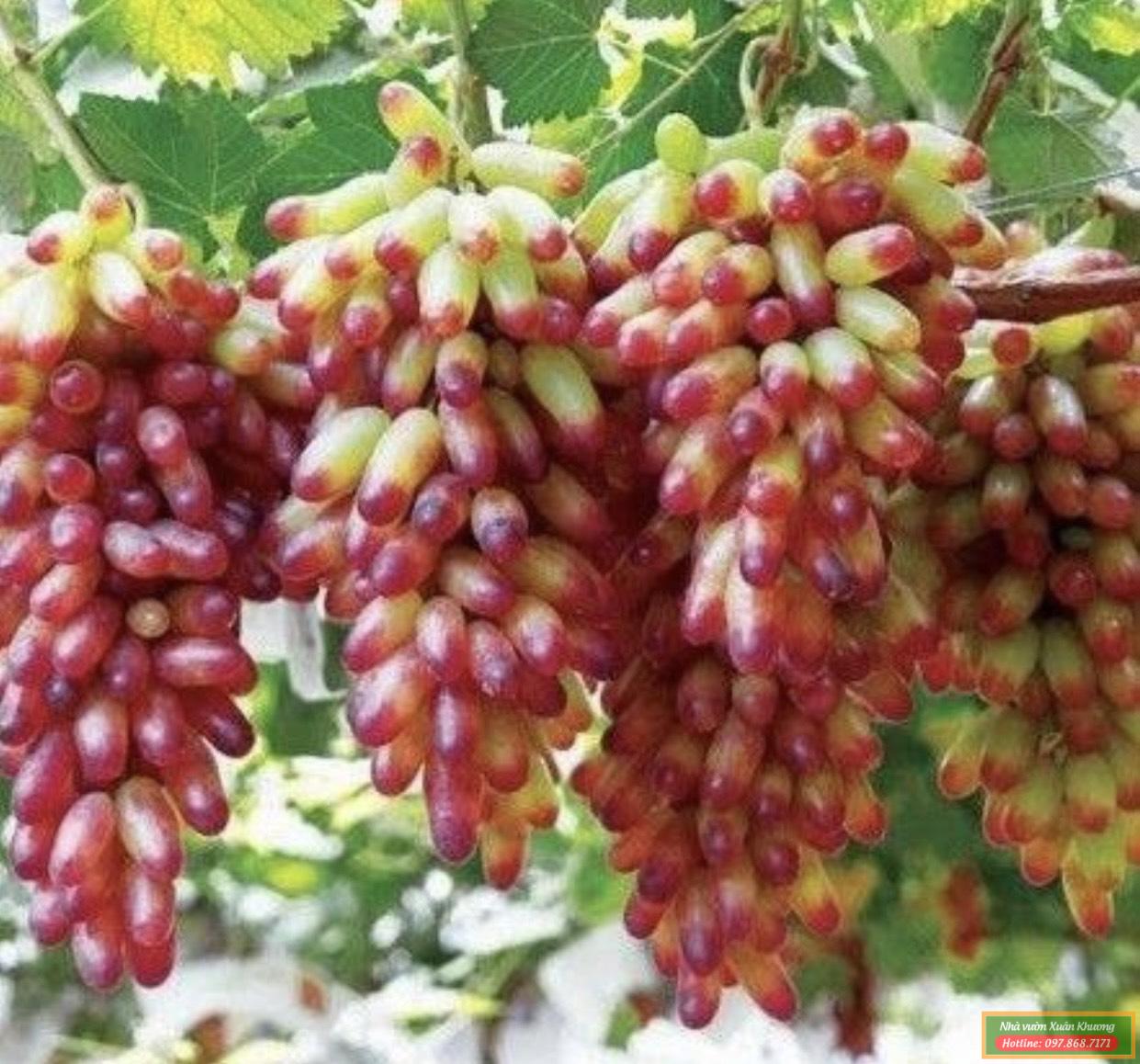 quả nho ngón tay (4)