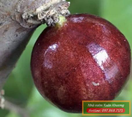 quả nho thân gỗ đỏ 12 vụ
