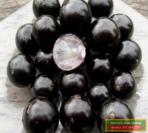 quả nho thân gỗ nam mỹ (1)