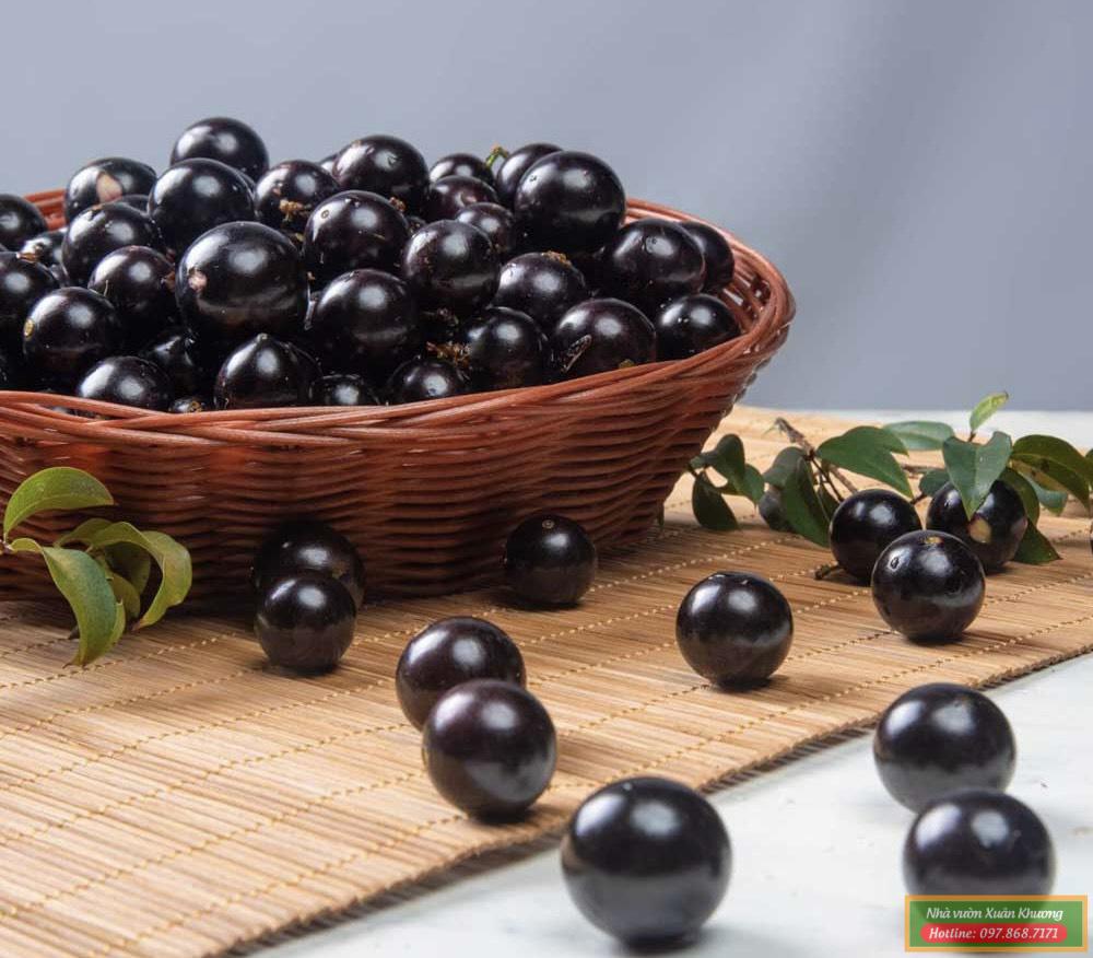 quả nho thân gỗ nam mỹ (2)