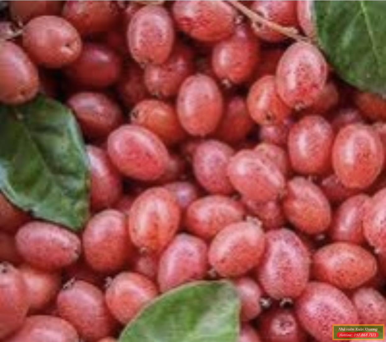 quả nhót ngọt (1)